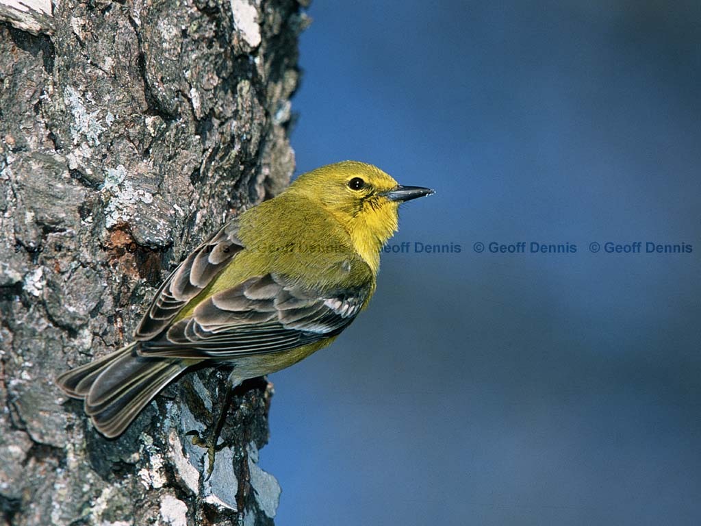 PIWA-AZ_Pine-Warbler