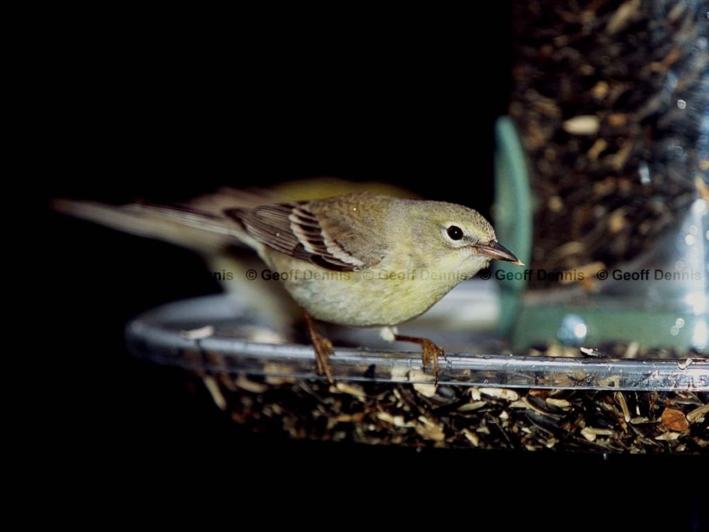 PIWA-BA_Pine-Warbler