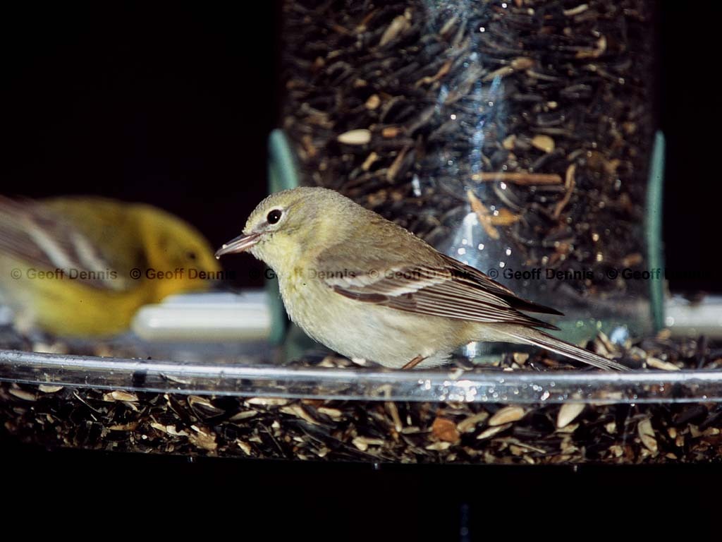 PIWA-BB_Pine-Warbler