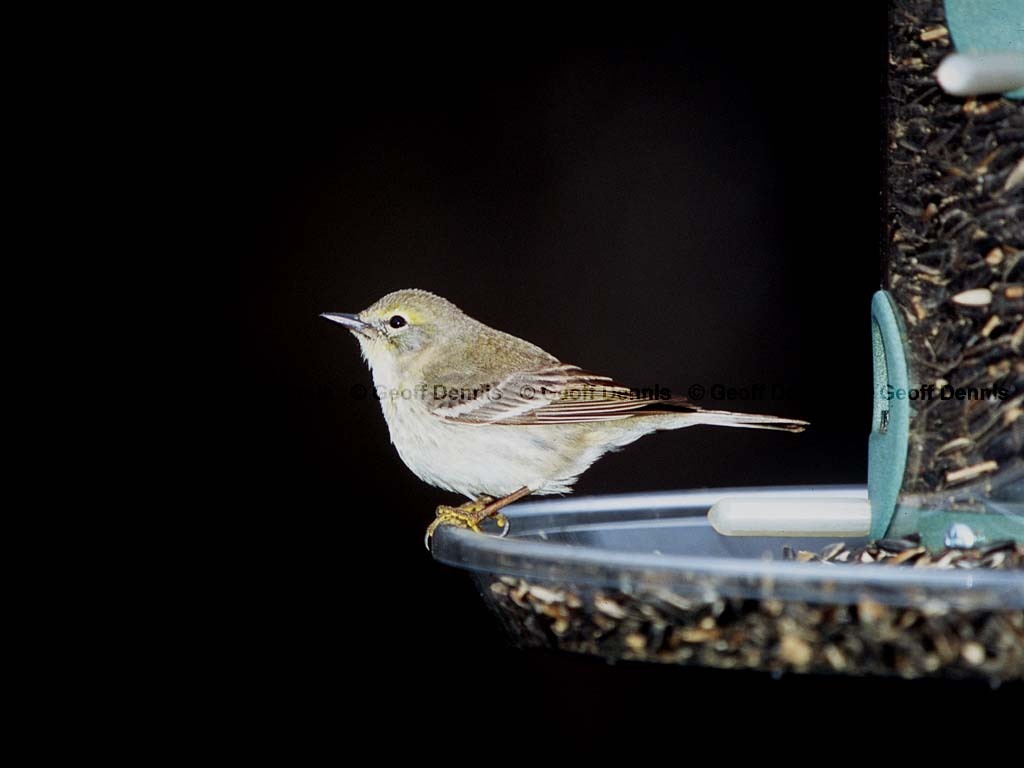 PIWA-BC_Pine-Warbler