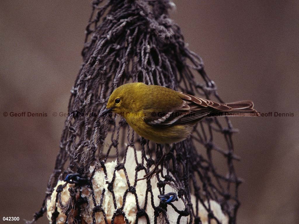 PIWA-BD_Pine-Warbler