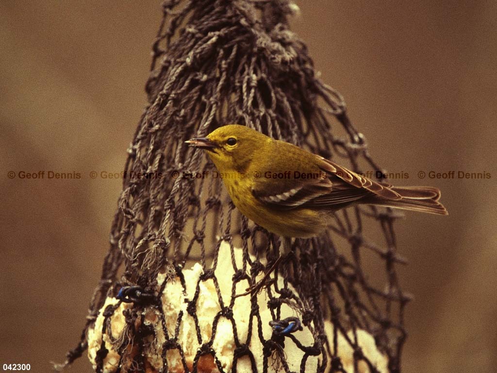 PIWA-BE_Pine-Warbler