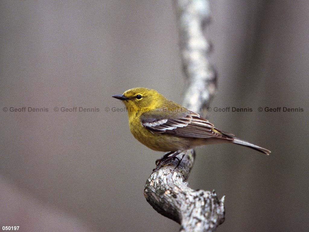 PIWA-BF_Pine-Warbler