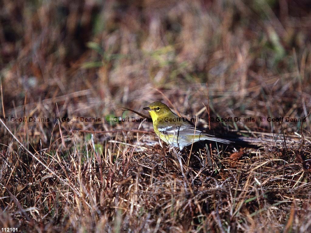 PIWA-BG_Pine-Warbler