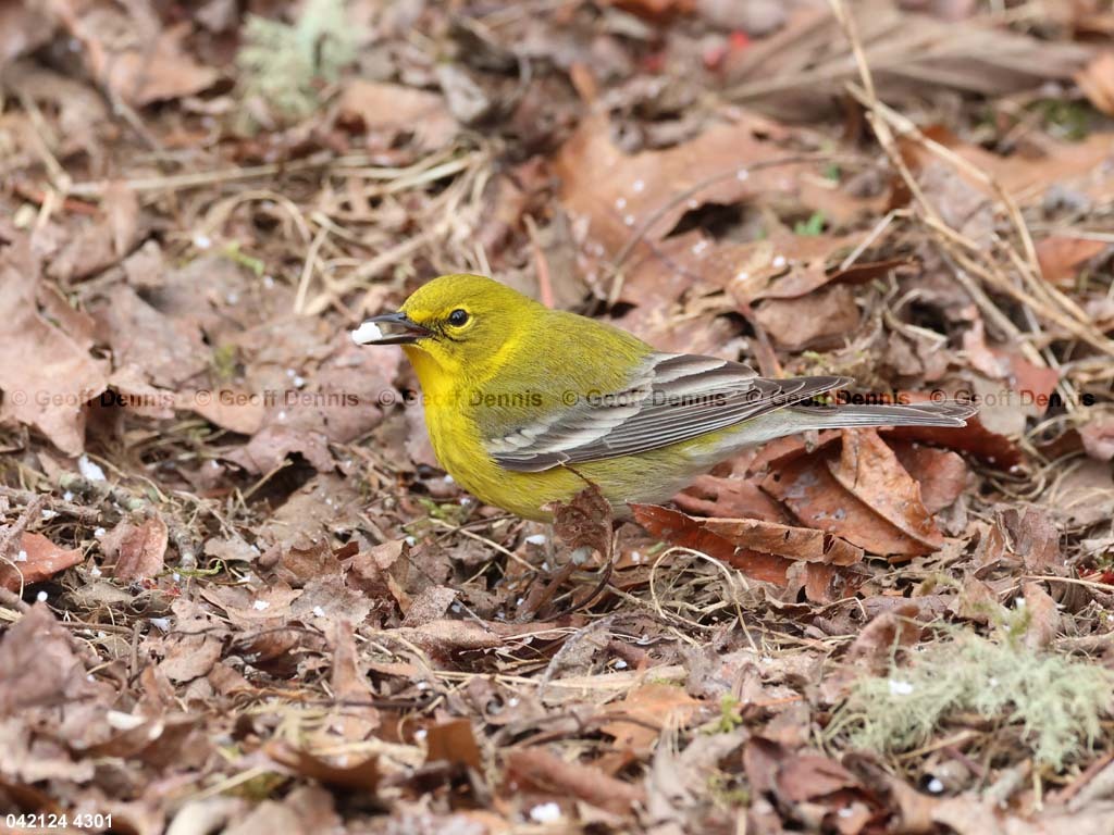 PIWA-BH_Pine-Warbler