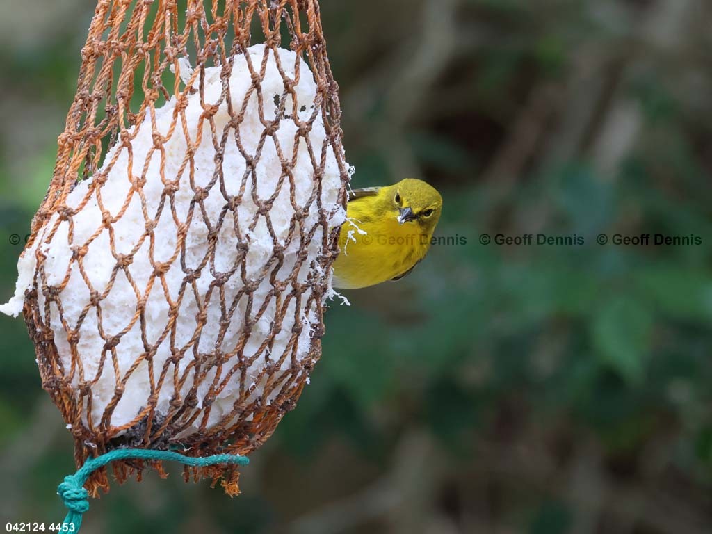 PIWA-BI_Pine-Warbler