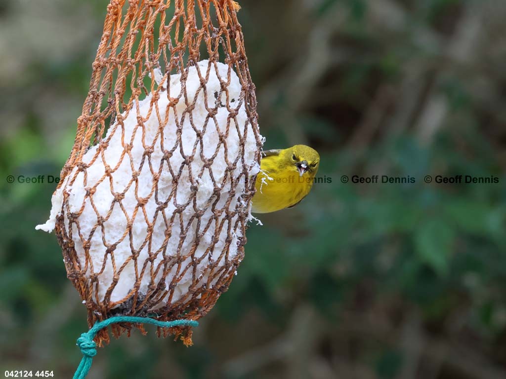 PIWA-BJ_Pine-Warbler