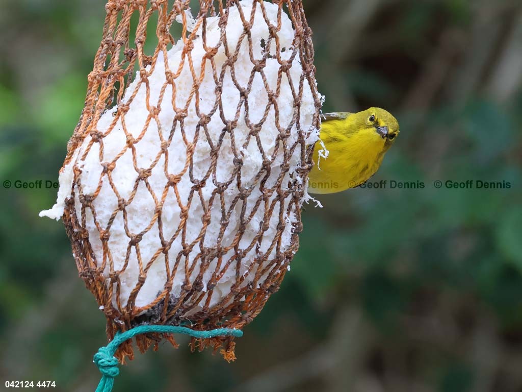 PIWA-BK_Pine-Warbler