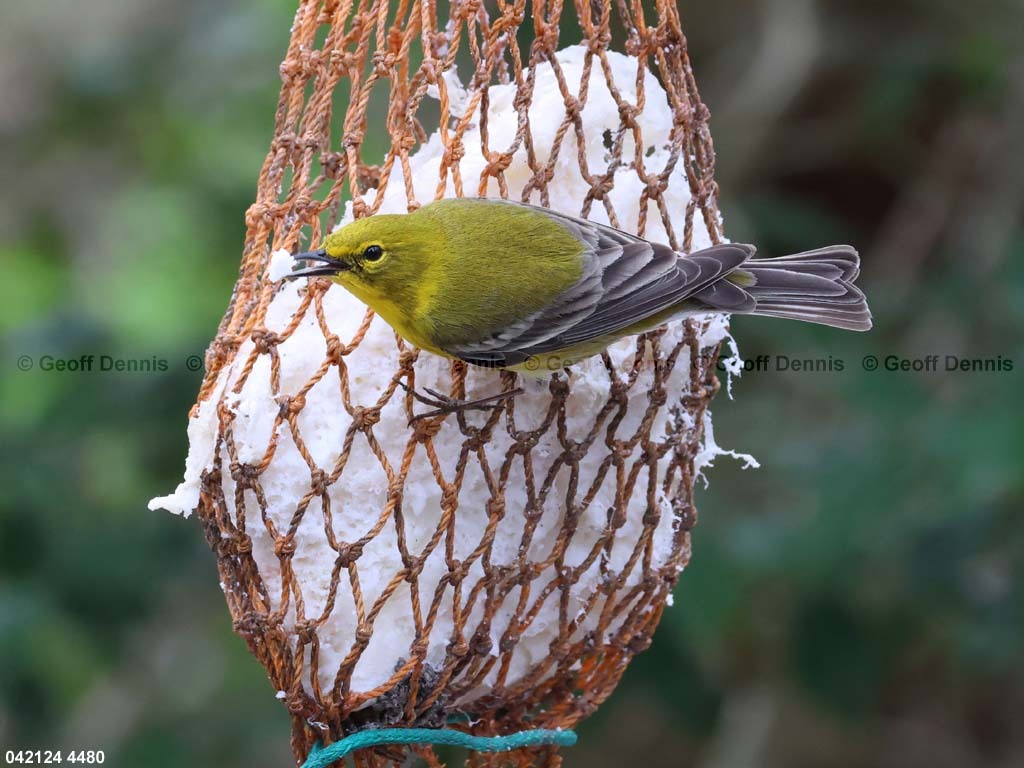 PIWA-BL_Pine-Warbler