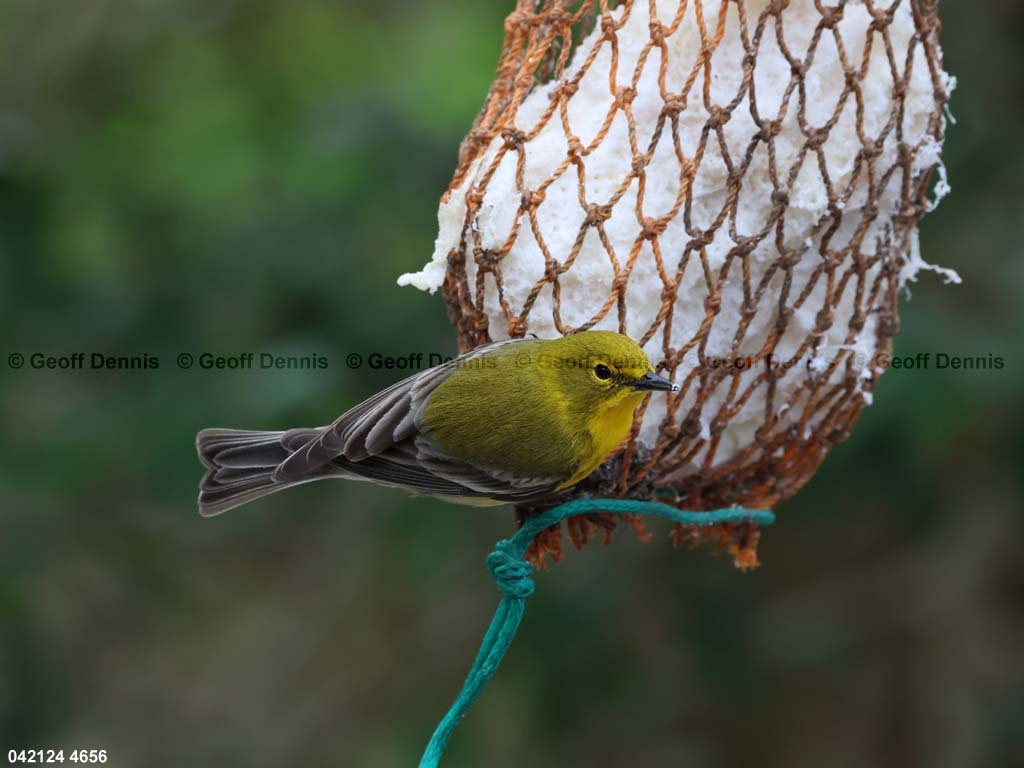 PIWA-BM_Pine-Warbler