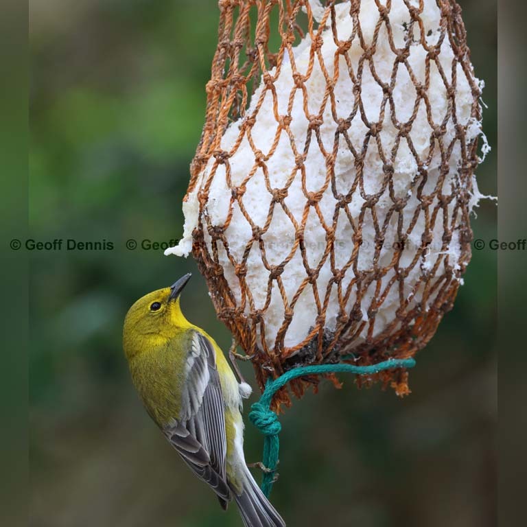 PIWA-BP_Pine-Warbler