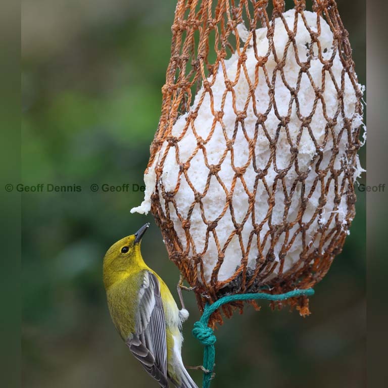 PIWA-BQ_Pine-Warbler