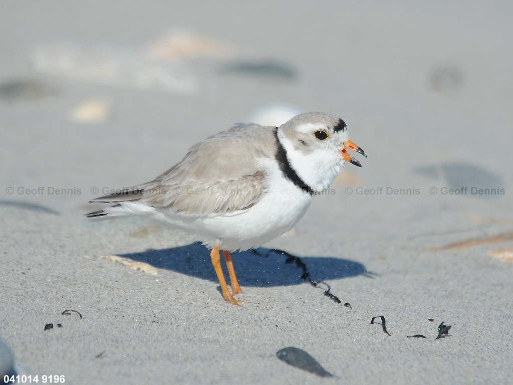 PIPL-1-AA_Piping-Plover