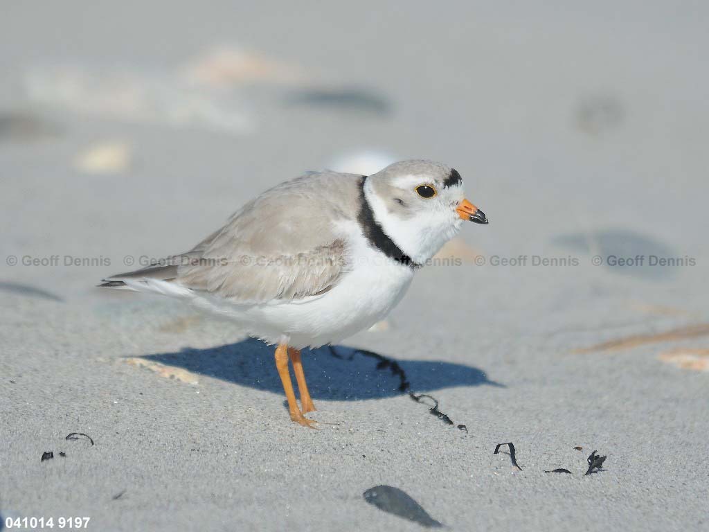 PIPL-1-AB_Piping-Plover