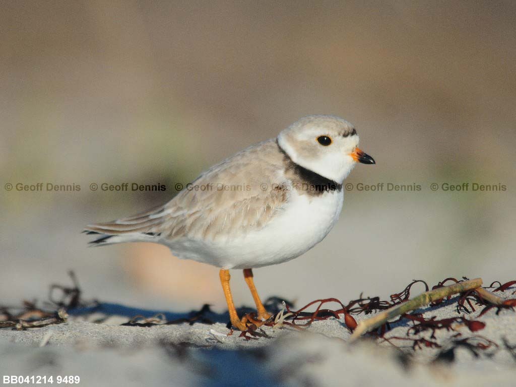 PIPL-1-AC_Piping-Plover