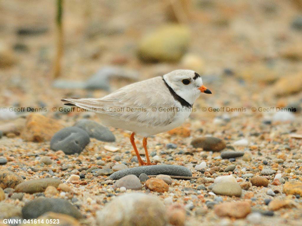 PIPL-1-AD_Piping-Plover