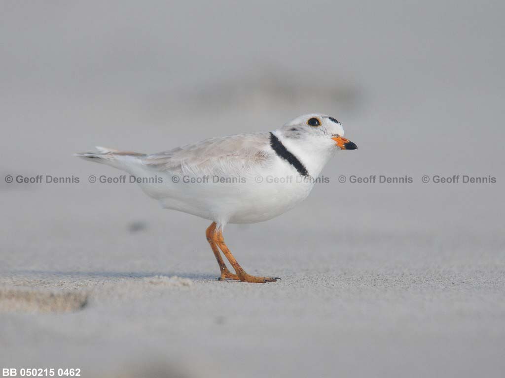 PIPL-1-AE_Piping-Plover
