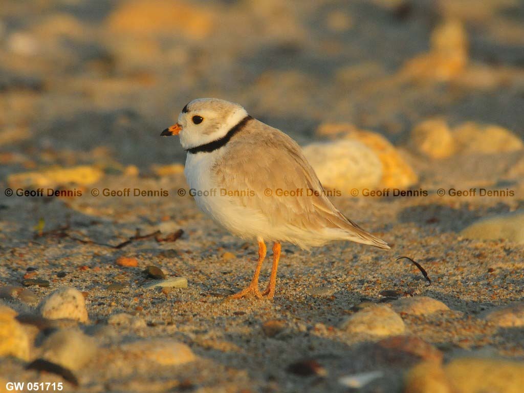 PIPL-1-AF_Piping-Plover