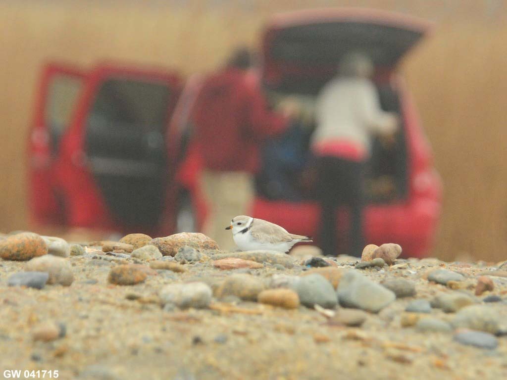 PIPL-1-AG_Piping-Plover