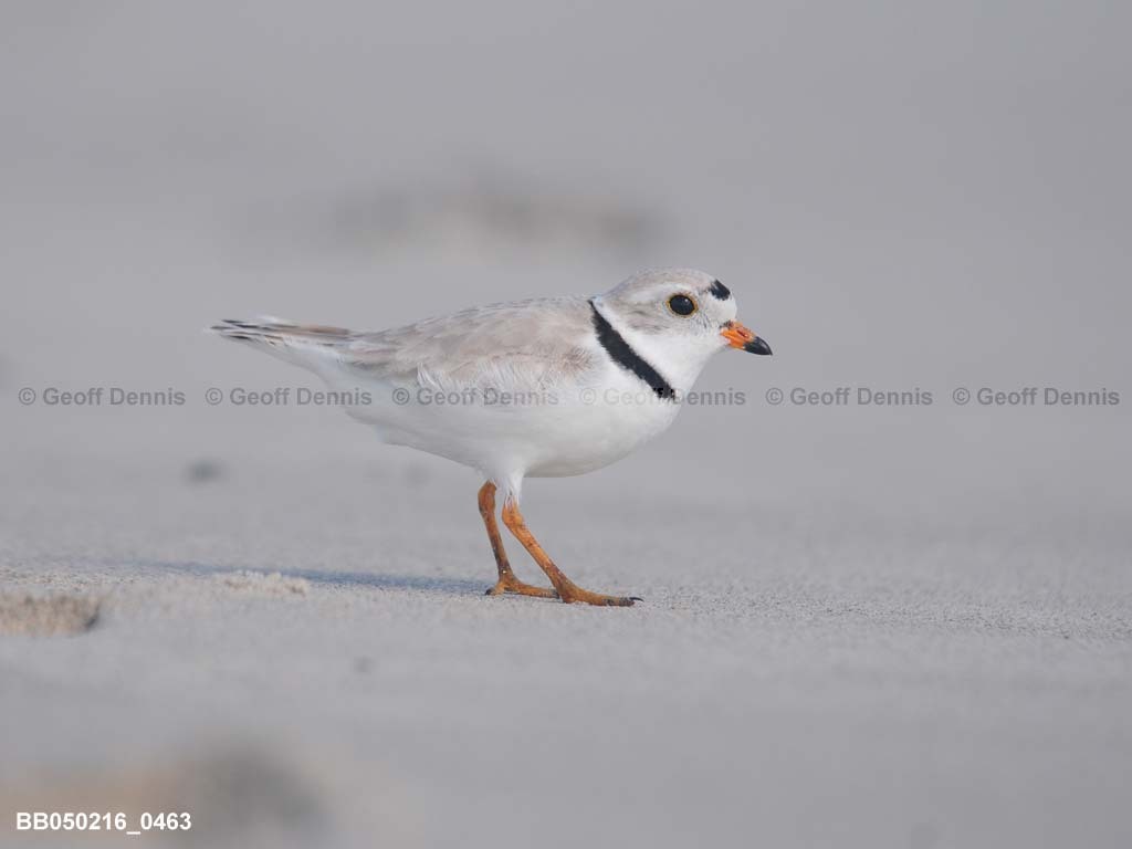 PIPL-1-AH_Piping-Plover