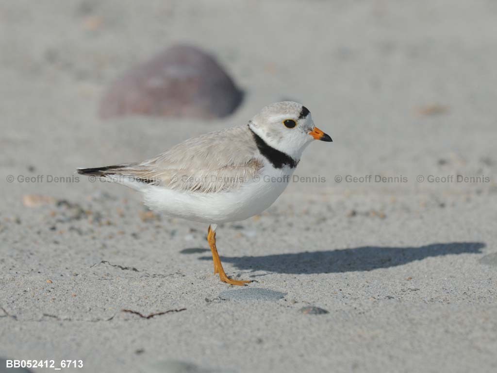 PIPL-1-AI_Piping-Plover