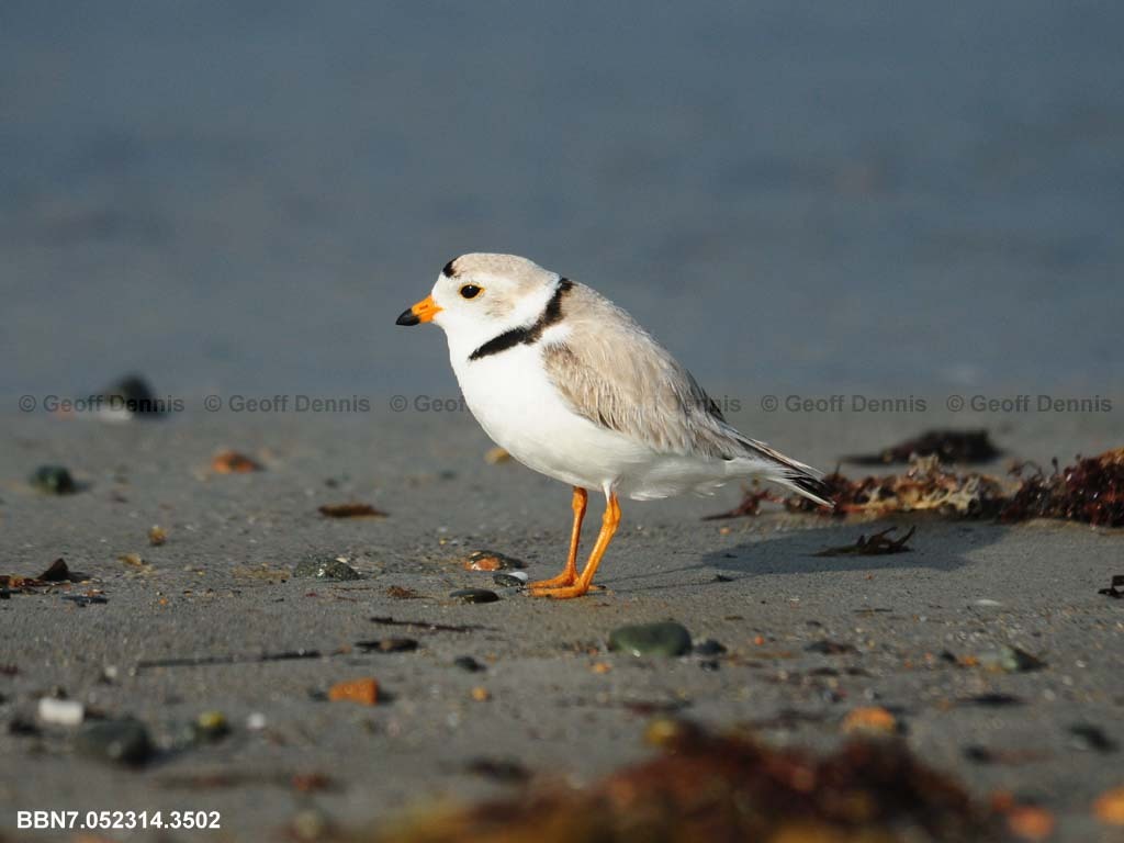 PIPL-1-AJ_Piping-Plover