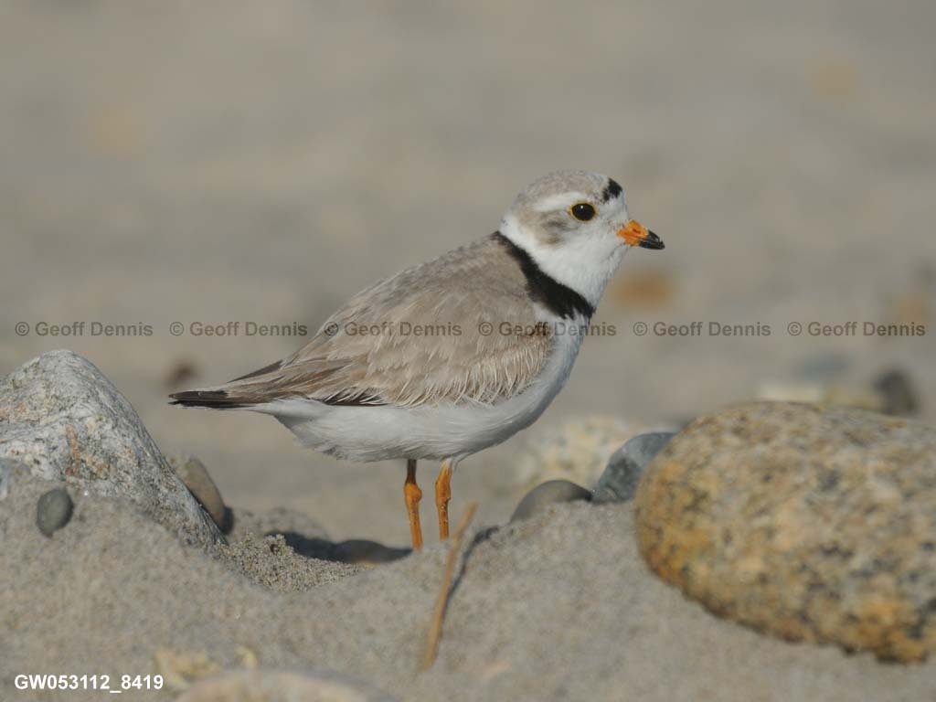 PIPL-1-AK_Piping-Plover