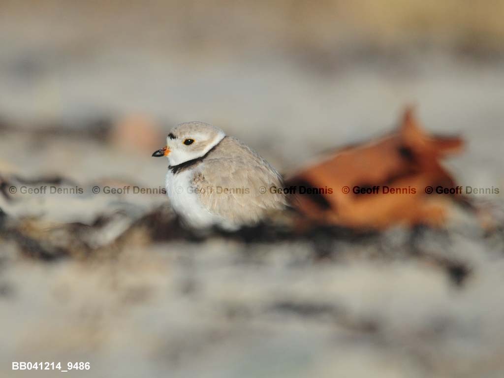 PIPL-1-AL_Piping-Plover