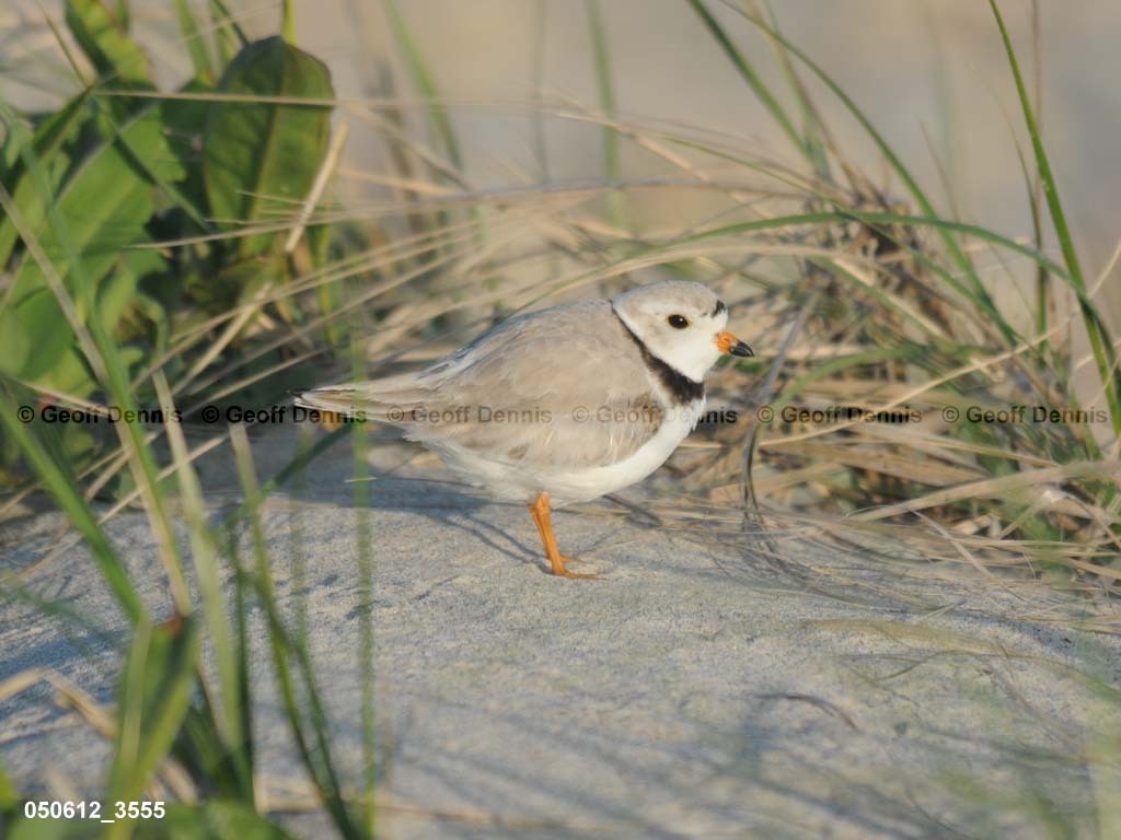 PIPL-1-AM_Piping-Plover