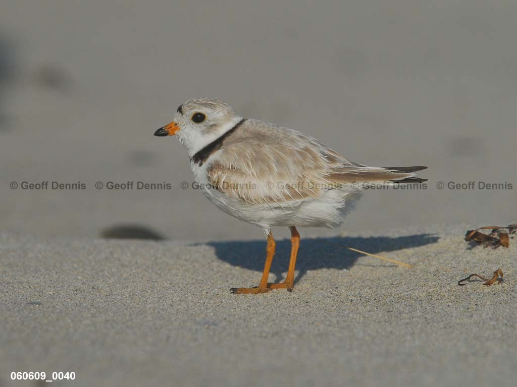 PIPL-1-AN_Piping-Plover