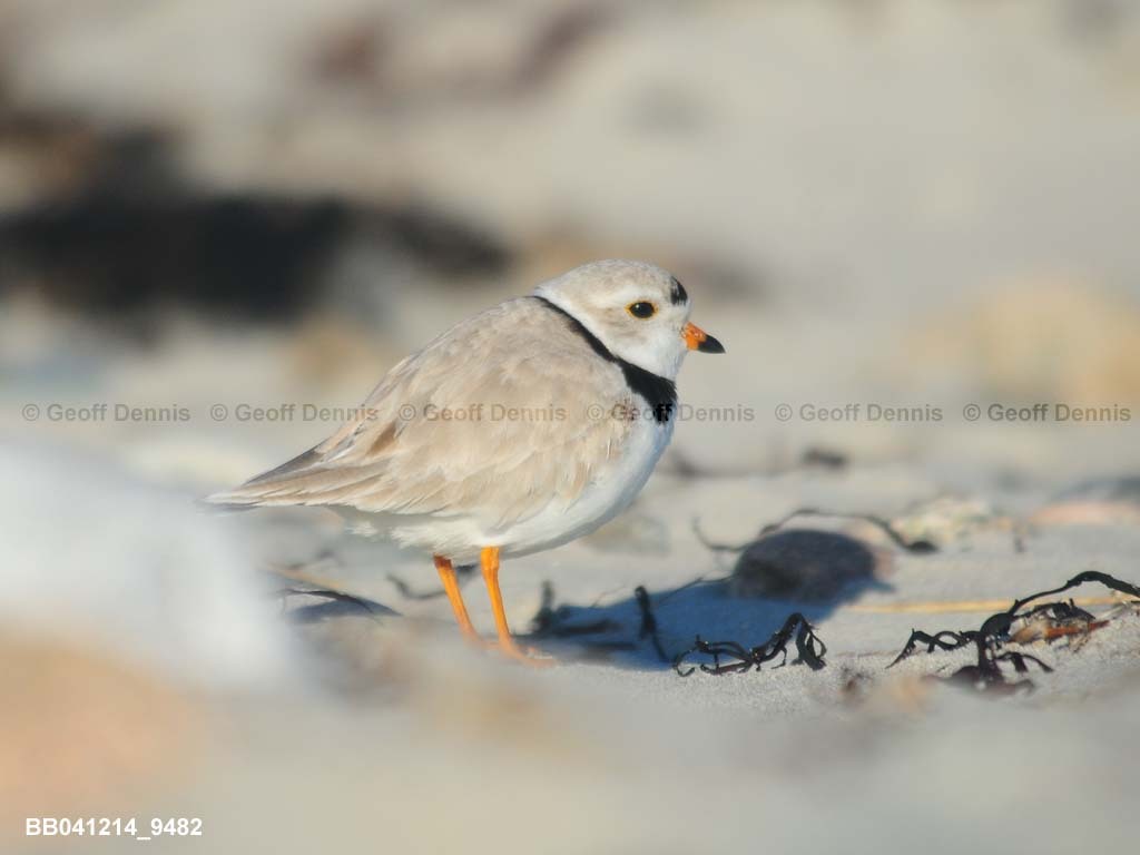 PIPL-1-AO_Piping-Plover