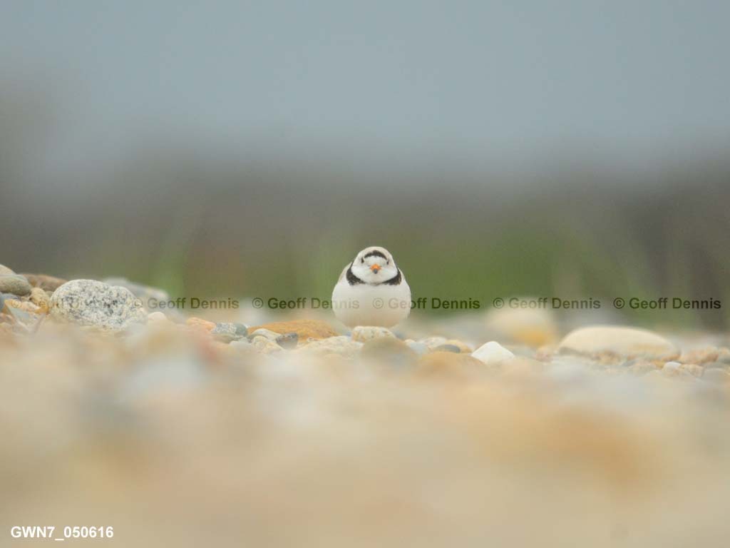 PIPL-1-AP_Piping-Plover