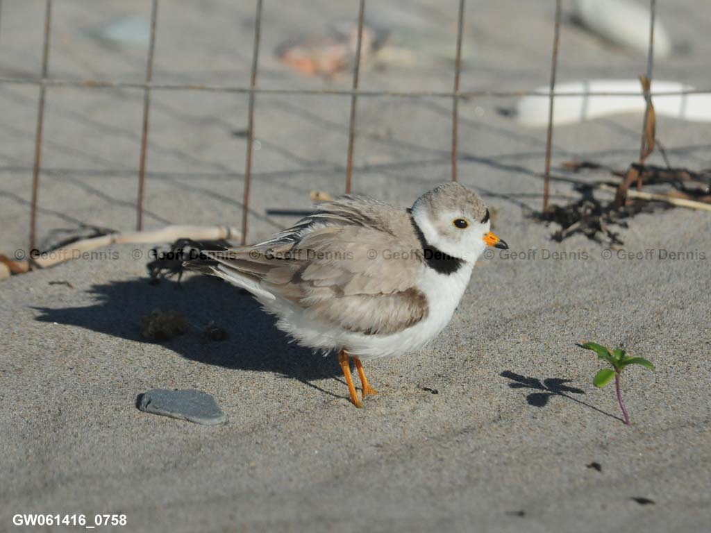 PIPL-1-AQ_Piping-Plover
