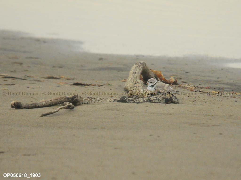 PIPL-1-AR_Piping-Plover