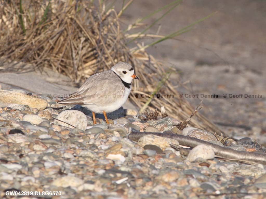 PIPL-1-AS_Piping-Plover