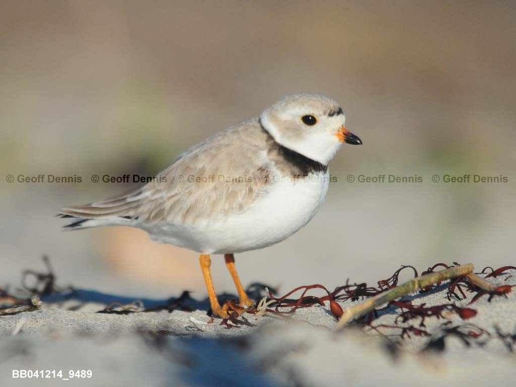 PIPL-1-AT_Piping-Plover