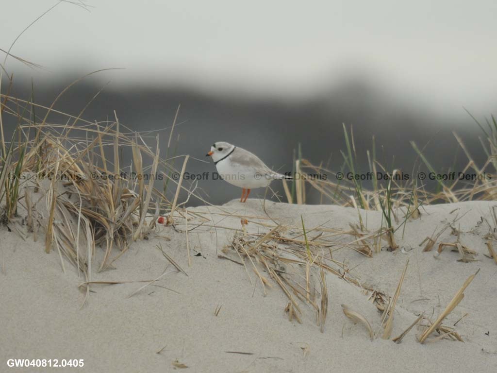 PIPL-1-AU_Piping-Plover