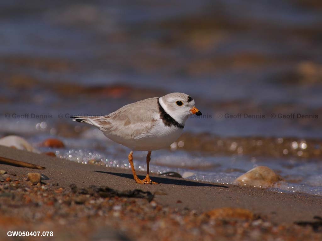 PIPL-1-AV_Piping-Plover