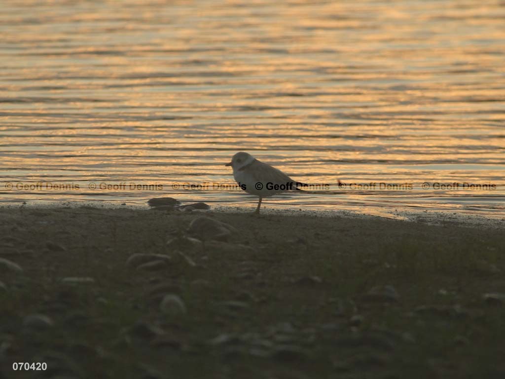 PIPL-1-AW_Piping-Plover