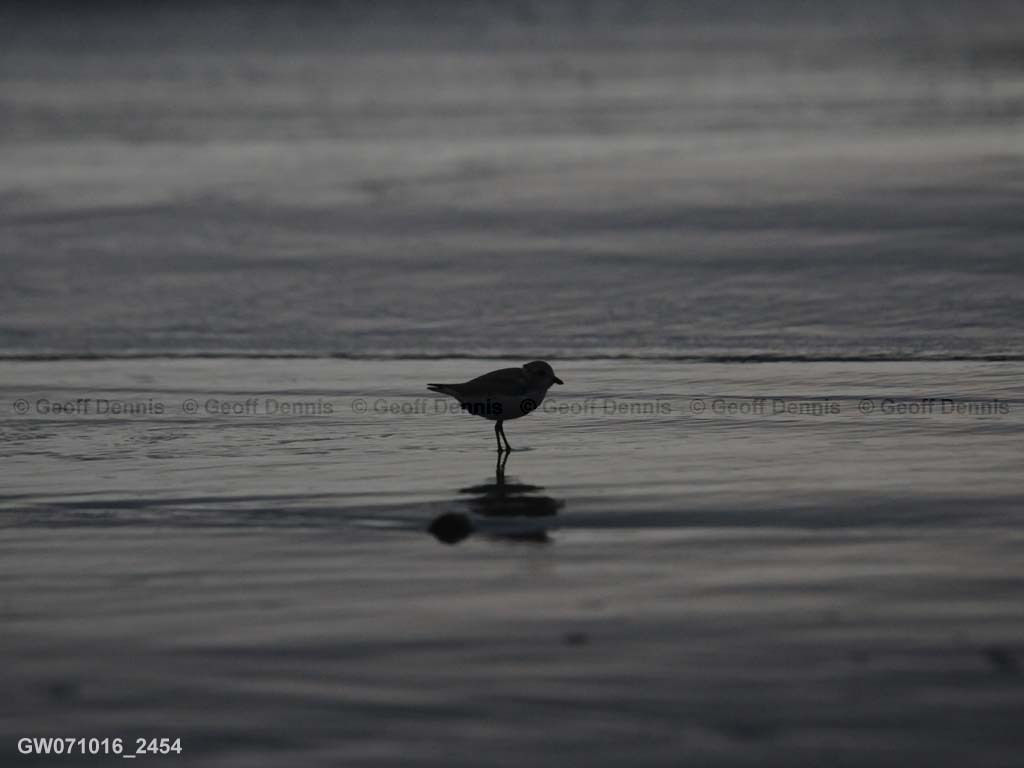 PIPL-1-AX_Piping-Plover