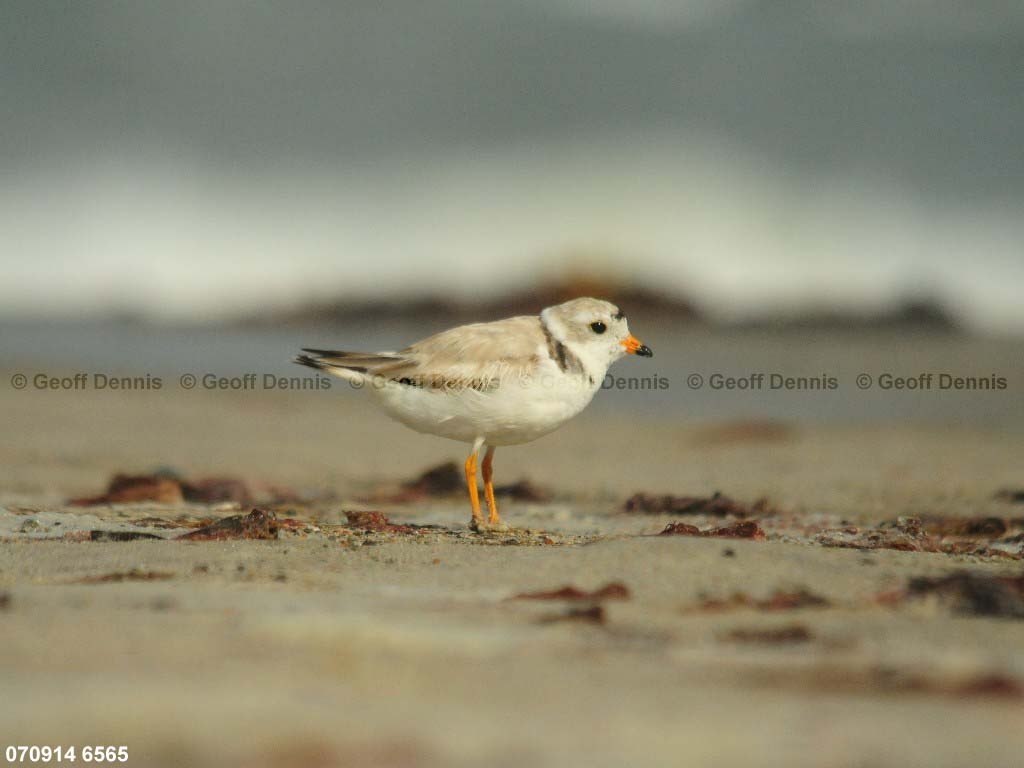 PIPL-1-AY_Piping-Plover