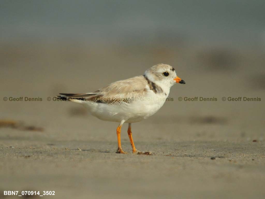 PIPL-1-AZ_Piping-Plover