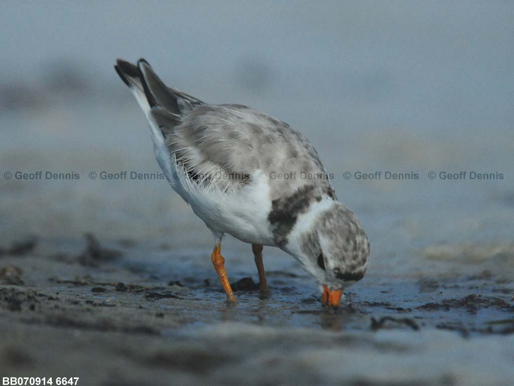 PIPL-1-BA_Piping-Plover