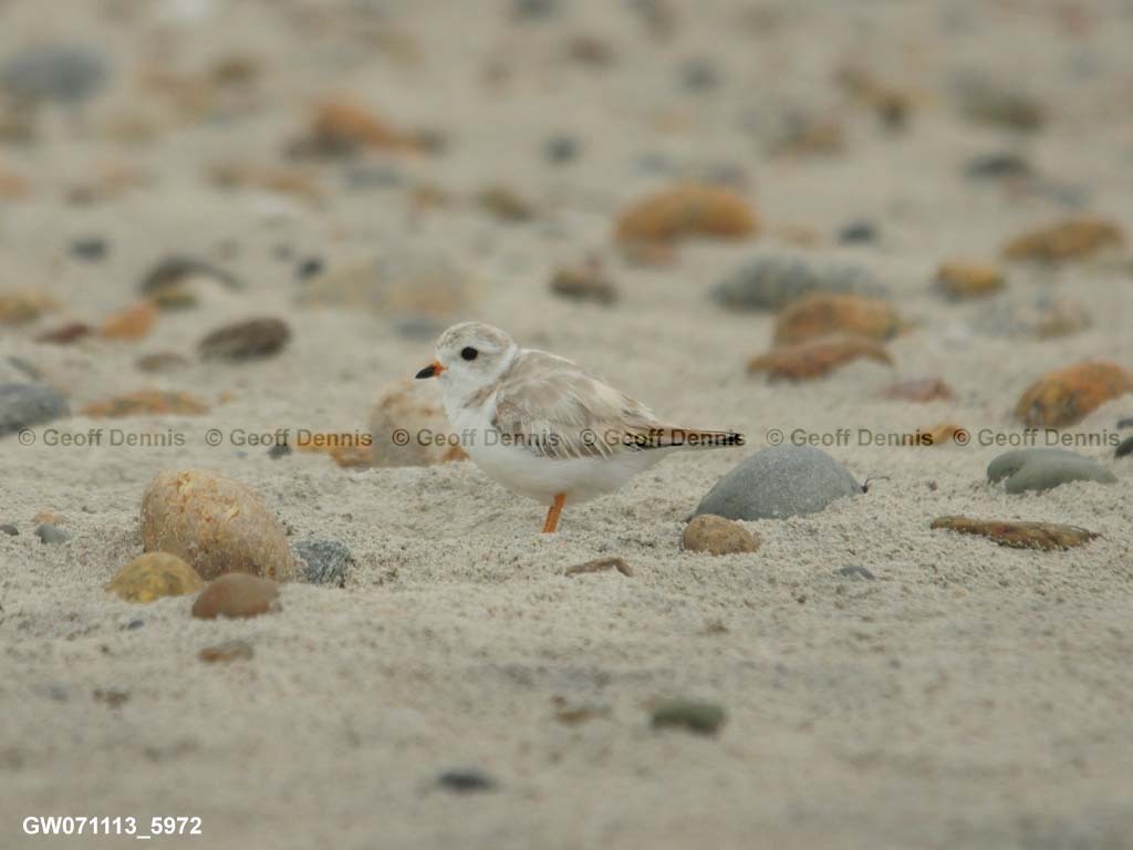 PIPL-1-BB_Piping-Plover