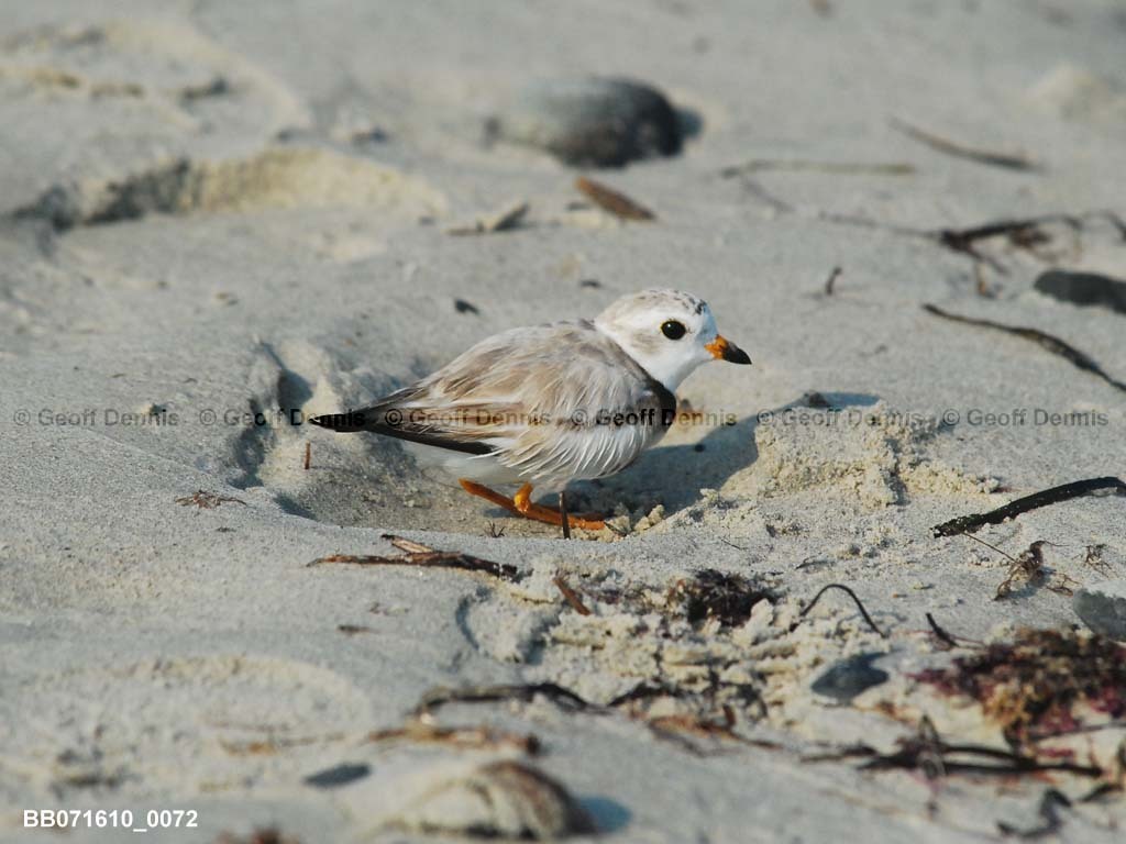 PIPL-1-BC_Piping-Plover