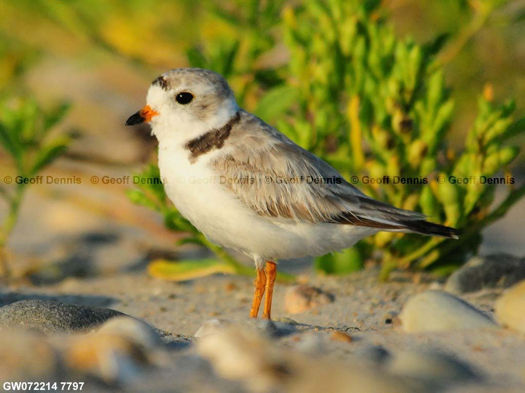 PIPL-1-BD_Piping-Plover