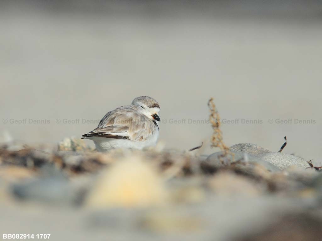 PIPL-1-BE_Piping-Plover