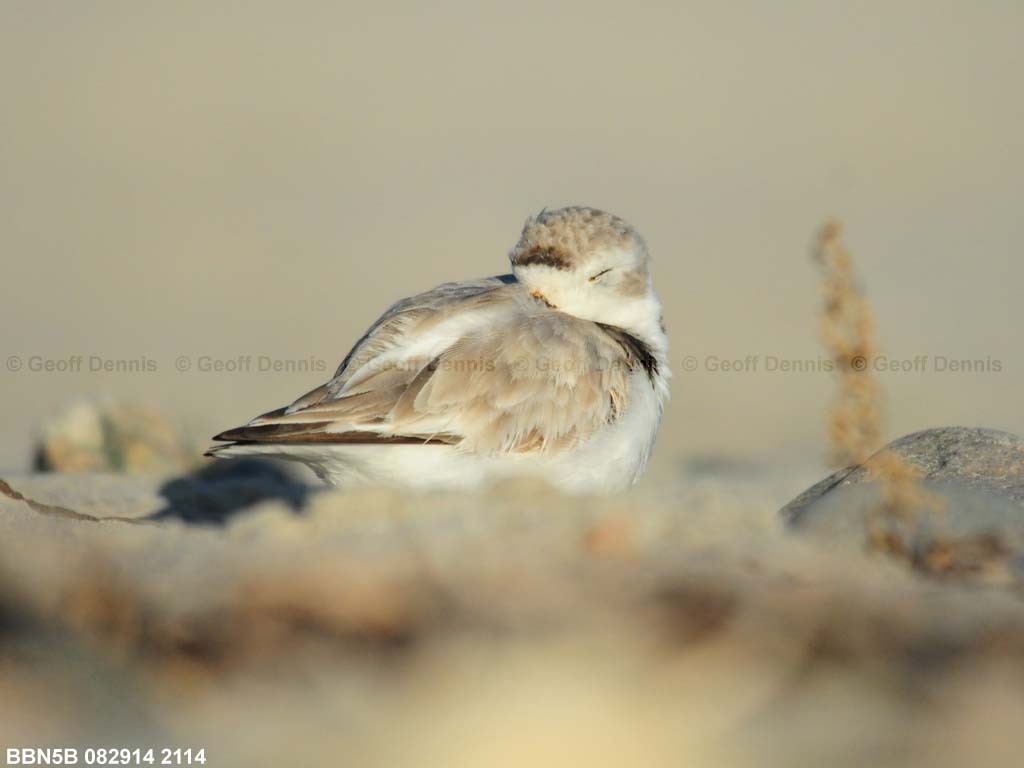 PIPL-1-BF_Piping-Plover