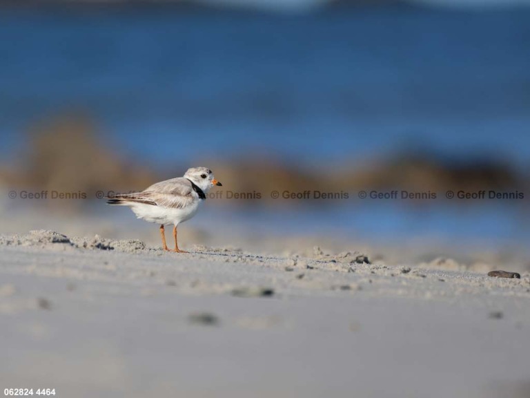 PIPL-1-BG_Piping-Plover