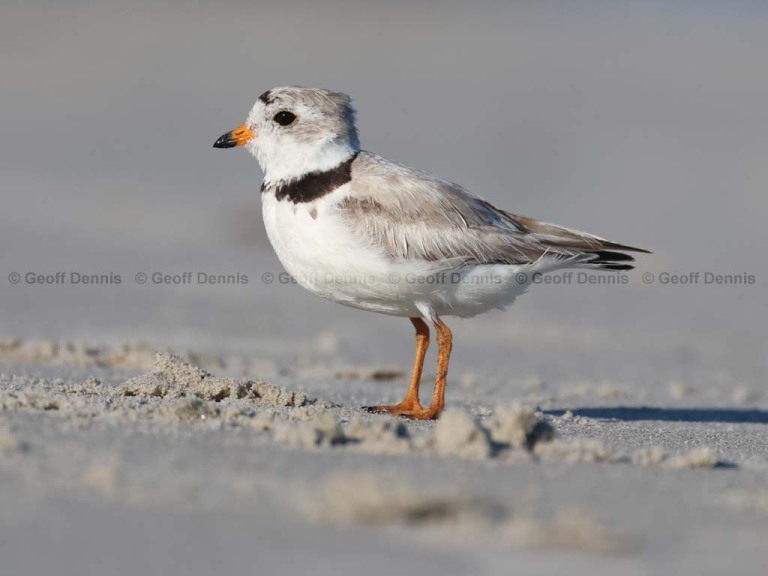 PIPL-1-BH_Piping-Plover